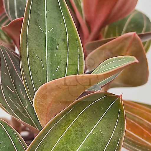 Ludisia discolor-ékszerorchidea