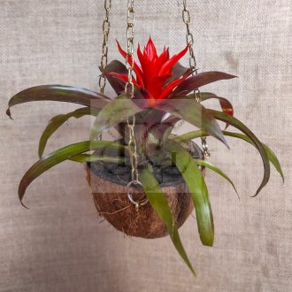 Guzmania lingulata/kókusz kaspóban