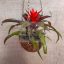Guzmania lingulata/kókusz kaspóban