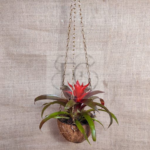Guzmania lingulata/kókusz kaspóban
