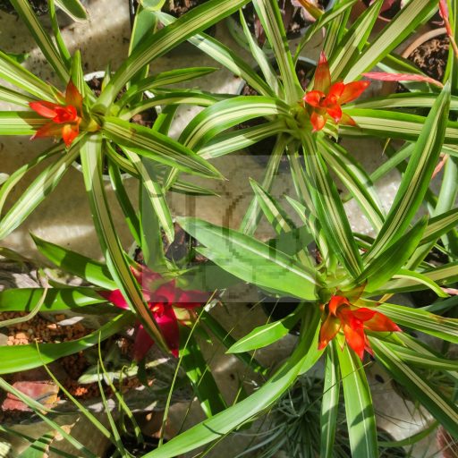 Guzmania lingulata/kókusz kaspóban