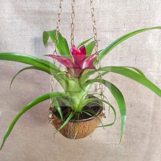 Guzmania lingulata sp."Fall"/Kókusz kaspóban