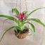 Guzmania lingulata sp."Fall"/Kókusz kaspóban