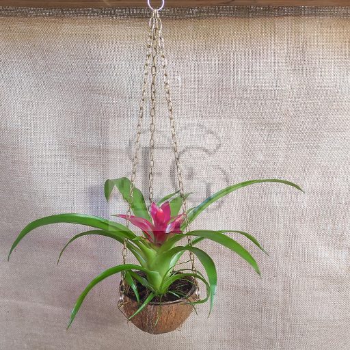 Guzmania lingulata sp."Fall"/Kókusz kaspóban