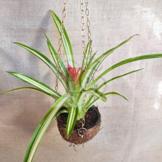  Guzmania lingulata sp."Ice Cream"/Kókusz kaspóban