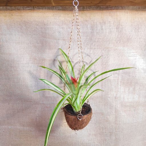 Guzmania lingulata sp."Ice Cream"/Kókusz kaspóban