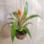 Vriesea "Eldorado" sp. mini