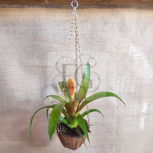 Vriesea "Eldorado" sp. mini