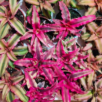 Cryptanthus bivittatus/rubra/S Cryptanthus bivittatus/rubra/S