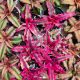 Cryptanthus bivittatus/rubra/S