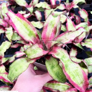 Cryptanthus bivittatus/zöld/S Cryptanthus bivittatus/zöld/S