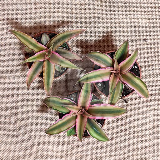 Cryptanthus bivittatus/zöld/S