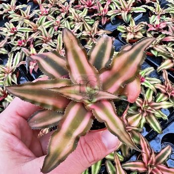 Cryptanthus bivittatus/brown/S Cryptanthus bivittatus/brown/S