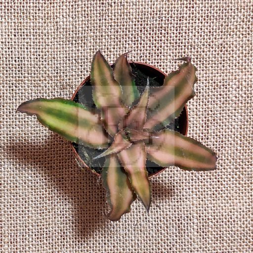 Cryptanthus bivittatus/brown/S