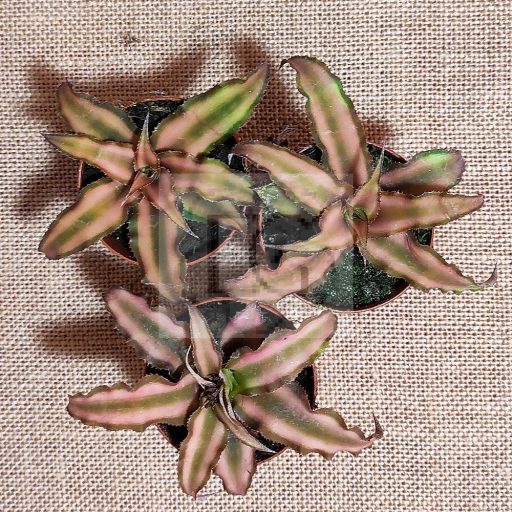 Cryptanthus bivittatus/brown/S