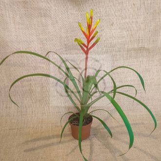 Guzmania sprucei