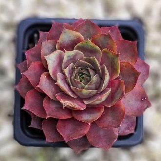 Sempervivum sp.81-Kövirózsa