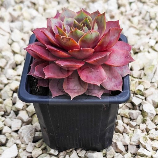 Sempervivum sp.81-Kövirózsa