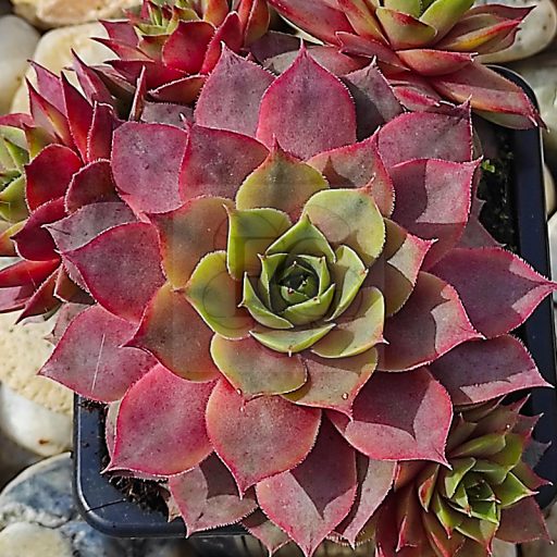Sempervivum sp.81-Kövirózsa