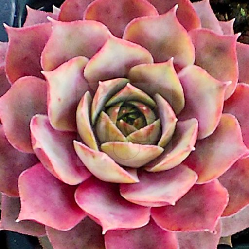Sempervivum sp.81-Kövirózsa