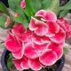 Euphorbia milii "Queen of Luck" (26)