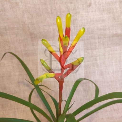 Guzmania sprucei