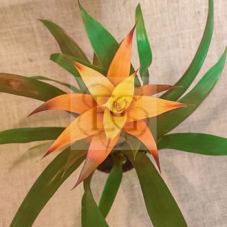 Guzmania lingulata