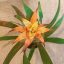 Guzmania lingulata