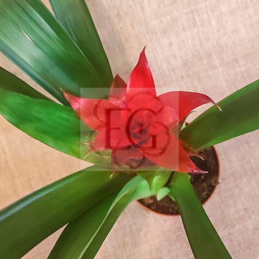 Guzmania lingulata
