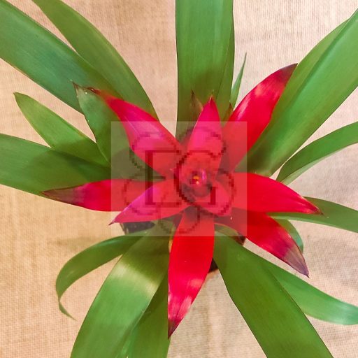 Guzmania lingulata