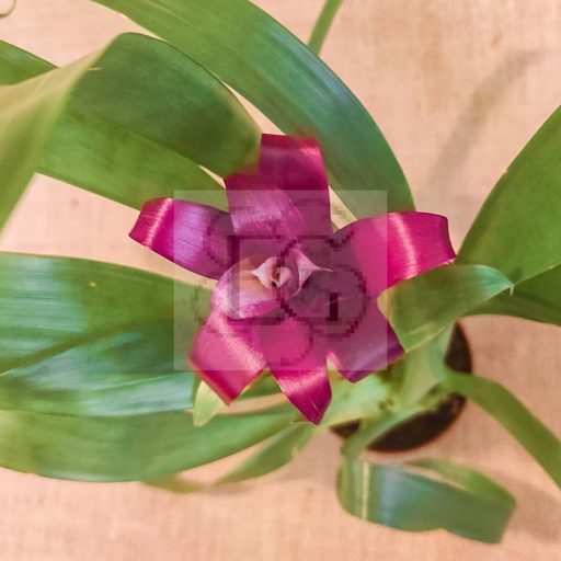 Guzmania lingulata