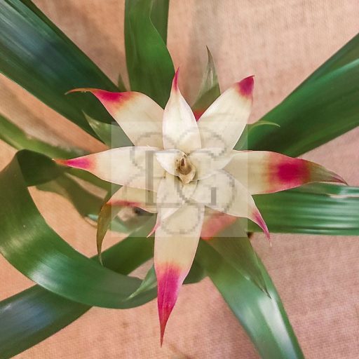 Guzmania lingulata