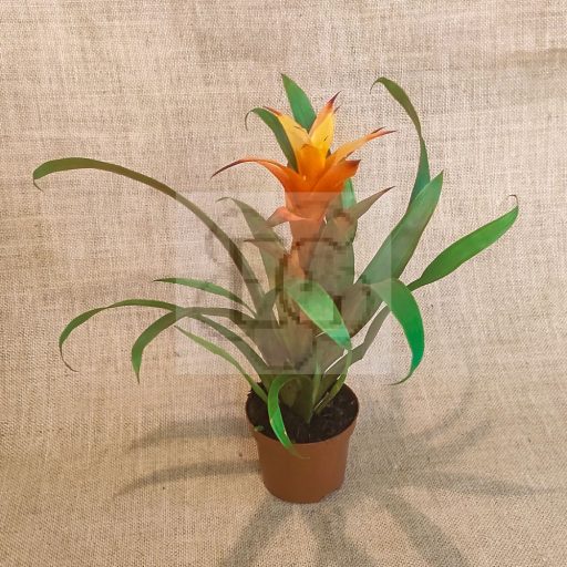 Guzmania lingulata