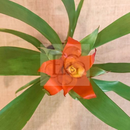 Guzmania lingulata