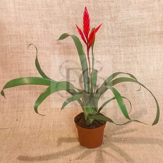 Vriesea "Elan"