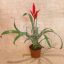 Vriesea "Elan"