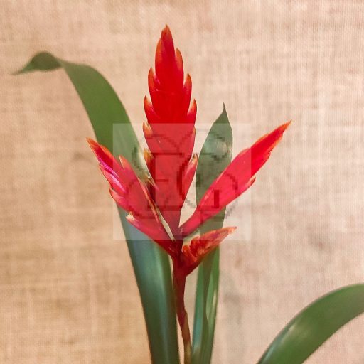 Vriesea "Elan"