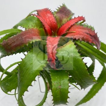 Neoregelia mooreana  Neoregelia mooreana