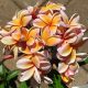 Plumeria rubra "California Sunset"