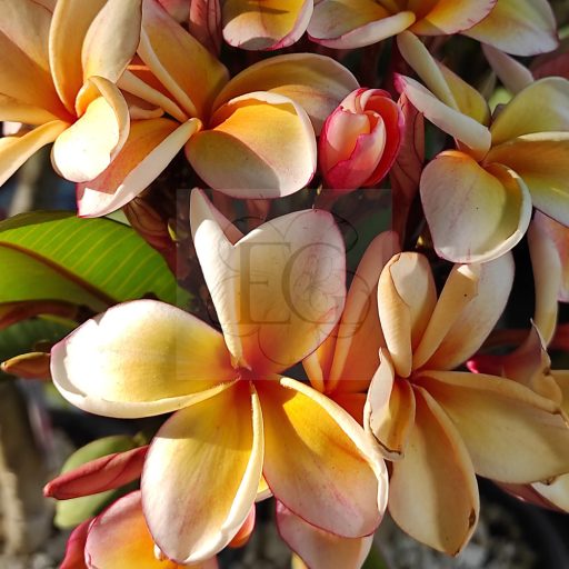 Plumeria rubra "California Sunset" JJ