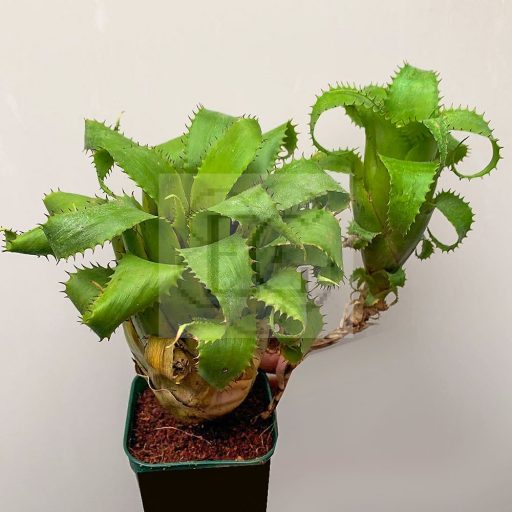 Neoregelia mooreana 