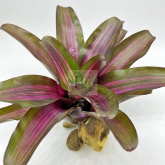 Neoregelia "Iris"