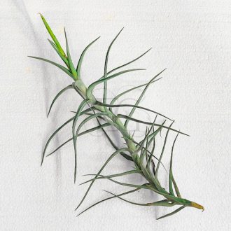 Tillandsia Diaguitensis/L