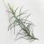 Tillandsia Diaguitensis/L