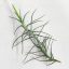 Tillandsia Diaguitensis/L