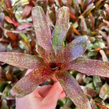 Neoregelia Atlantis