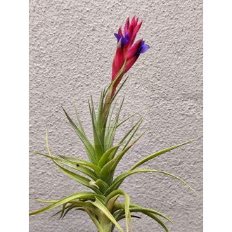 Tillandsia Bergeri/S
