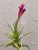 Tillandsia Bergeri/S