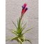 Tillandsia Bergeri/S