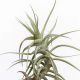 Tillandsia Bergeri/S